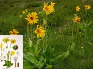 arnica