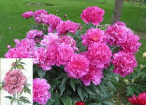 paeonia officinalis l.